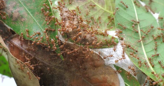 Close-up of Nest of Oecophylla smaragdina, Mango with ants