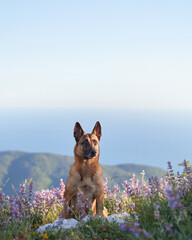 A Malinois stands on a rocky slope with lavender fields and ocean views in the background. The...