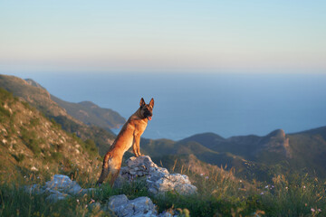 A Malinois dog stands confidently on rocky terrain, overlooking a mountain range and sea. The sharp...