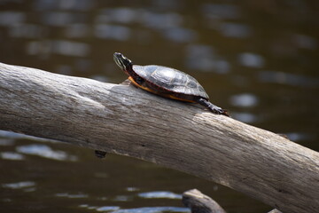 Turtle on a log