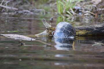 Turtle falling off a log