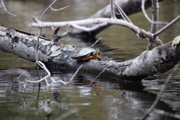 Turtle on a log