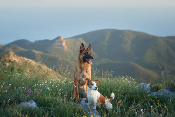 A Malinois and a Jack Russell share a grassy hill, enjoying the expansive view of surrounding...