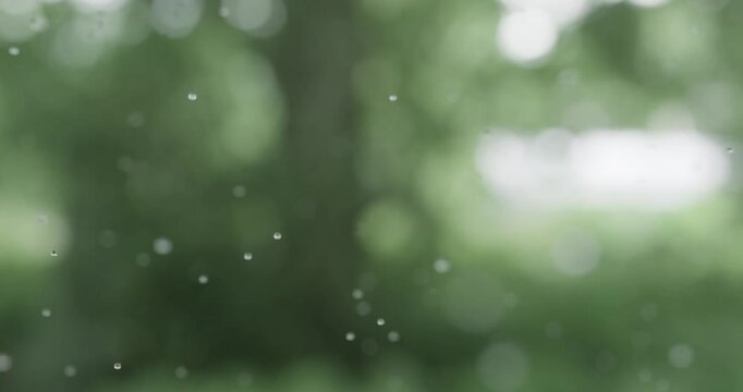 3d animation of rain falling with background of trees and leaves. Rainy season, rain image. (Horizontal)