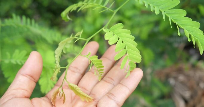 Farmer's hand with tamarind top, close up of tamarind leaves
