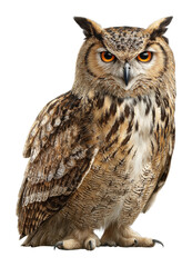 Obraz premium Majestic owl in natural habitat wildlife forest environment cut out png