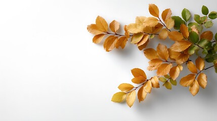 Branch with golden and green leaves on a white background in a studio setting with soft lighting