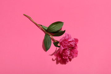 Beautiful peony flower on pink background