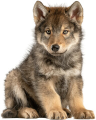 Fototapeta premium Curious wolf pup sitting in studio animal indoor wildlife concept cut out png