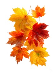 Colorful autumn maple leaves with water droplets display vibrant fall season beauty on a clean white backdrop.