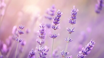 Obraz premium Close-up of lavender flowers in a field, bathed in soft sunlight.