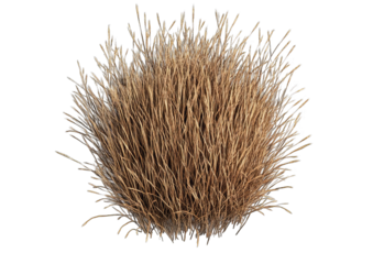 Dry, light brown, bushy tuft