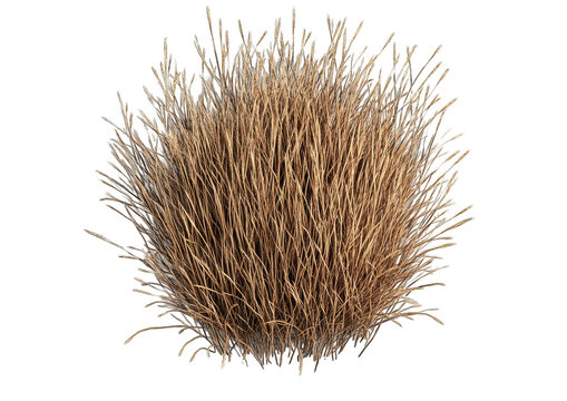 Dry, light brown, bushy tuft - Powered by Adobe
