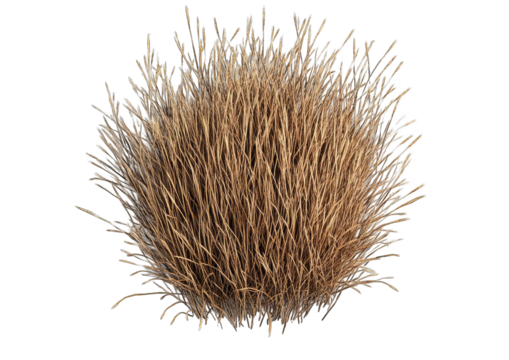 Dry, light brown, bushy tuft