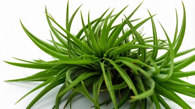 Bright green Tillandsia air plant on white background with slender leaves arranged in a cluster close up studio shot.