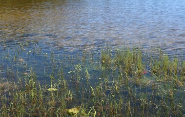 Pond with river plants in Florida nature