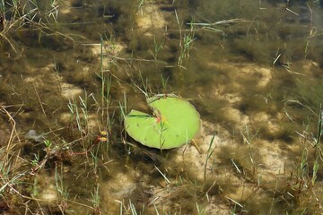 Pond with river plants on North Florida nature