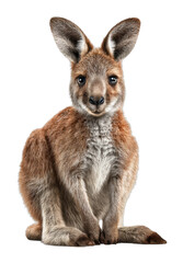Fototapeta premium Kangaroo portrait australia animal studio wildlife conservation cut out png