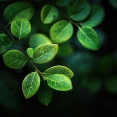 Close-up of vibrant green leaves (5)