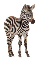 Fototapeta premium Playful zebra foal in natural habitat wildlife outdoor setting cut out png