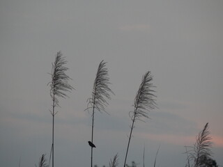 Obraz premium reeds at sunset