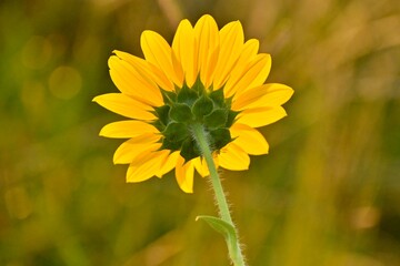 ‘’Texas Maximilian Sunflowers Through the Stages of Bloom’’