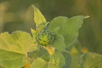 ‘’Texas Maximilian Sunflowers Through the Stages of Bloom’’