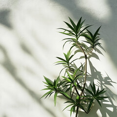 Fototapeta premium branch of a palm tree