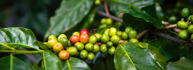 Banner Green coffee bean berry plant with sunlight. Panorama Fresh raw seed coffee tree growth in...