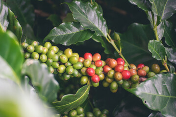 Ripe Red coffee bean berry plant fresh seed coffee tree growth in green eco organic farm. Close up...