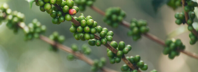 Banner Green coffee bean berry plant with sunlight. Panorama Fresh raw seed coffee tree growth in eco organic farm morning time. Close up Green seed berries arabica coffee garden with copy space