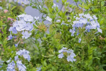 Close-up of light blue Plumbago flowers blooming in Athens city park