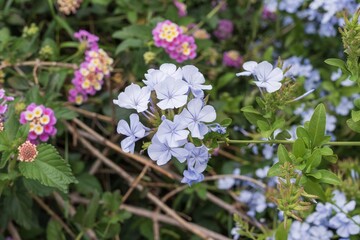 Close-up of light blue Plumbago flowers blooming in Athens city park
