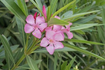 Beautiful blooming oleander bush in the garden. Pink flowers among thick lush green foliage....