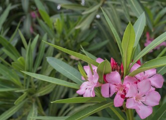Beautiful blooming oleander bush in the garden. Pink flowers among thick lush green foliage....