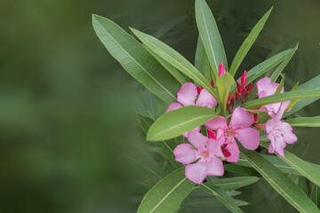 Beautiful blooming oleander bush in the garden. Pink flowers among thick lush green foliage....