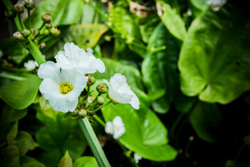 A lush Echinodorus palaefolius thrives at the edge of a pond, displaying broad green leaves and delicate white flowers, enhancing the beauty and calmness of the wetland environment.