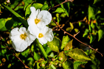 A lush Echinodorus palaefolius thrives at the edge of a pond, displaying broad green leaves and...