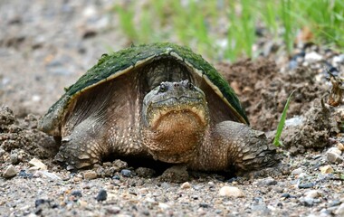 Smiling snapping turtles