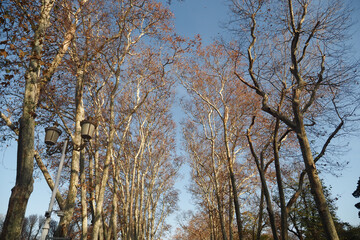 Autumn trees line a path in a peaceful park setting