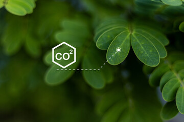 Leaves absorb carbon dioxide (CO2) from the air through photosynthesis, a process plants use to...
