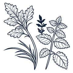 hand drawn line art herb vector leaves outline .eps
