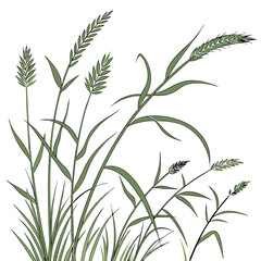 Obraz premium long grass isolated vector solid white background .eps
