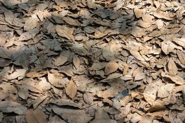 A top-down close-up of a dense layer of dry, brown leaves covering the ground. Sunlight creates shadows and highlights