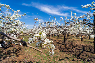 Pear flowers bloom in spring