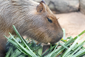 A large, brown capybara sits in a sandy enclosure, munching on a blade of grass.