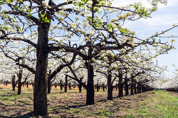 Pear flowers bloom in spring
