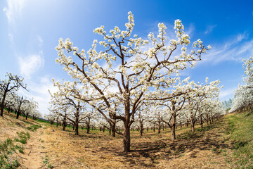 Pear flowers bloom in spring