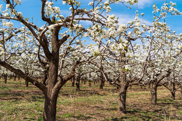 Pear flowers bloom in spring