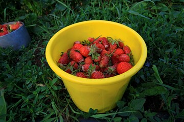 raspberries in a bucket